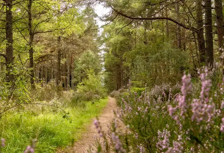 Flowers and trees seen ton the Ord Hill hike