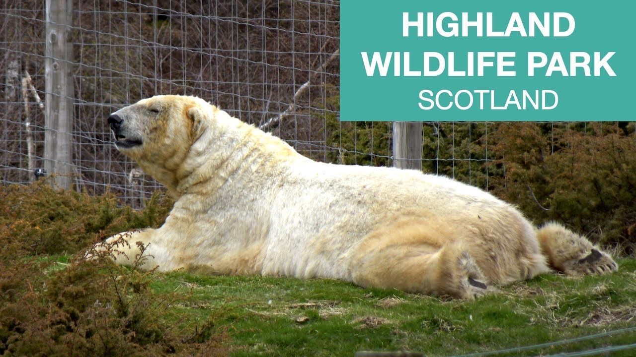 A polar bear laying on green grass with back legs splayed behind at a wildlife park