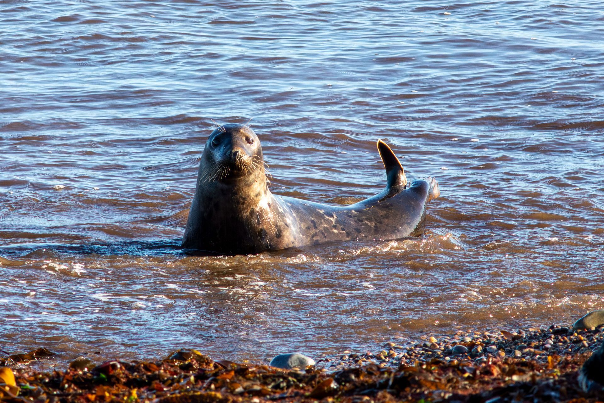 Two dolphins are jumping out of the water.