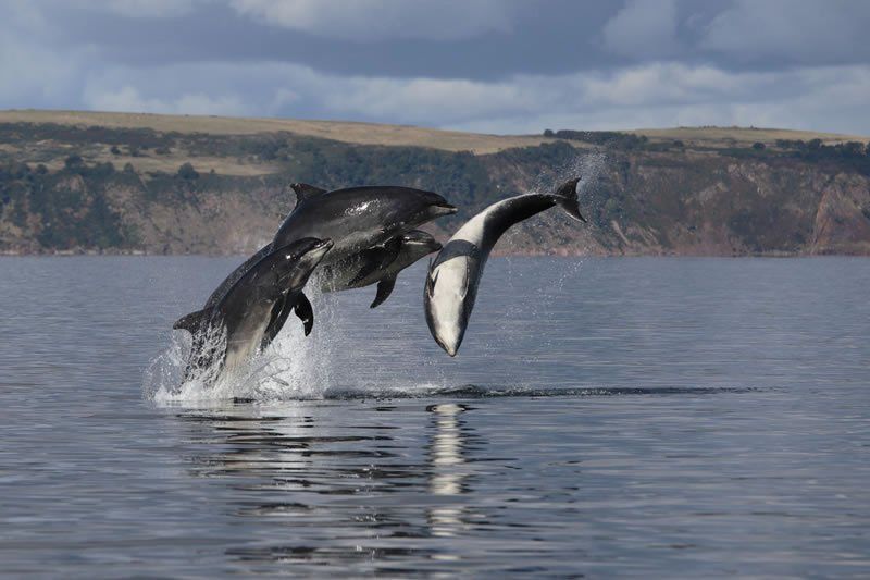 Two dolphins are jumping out of the water.