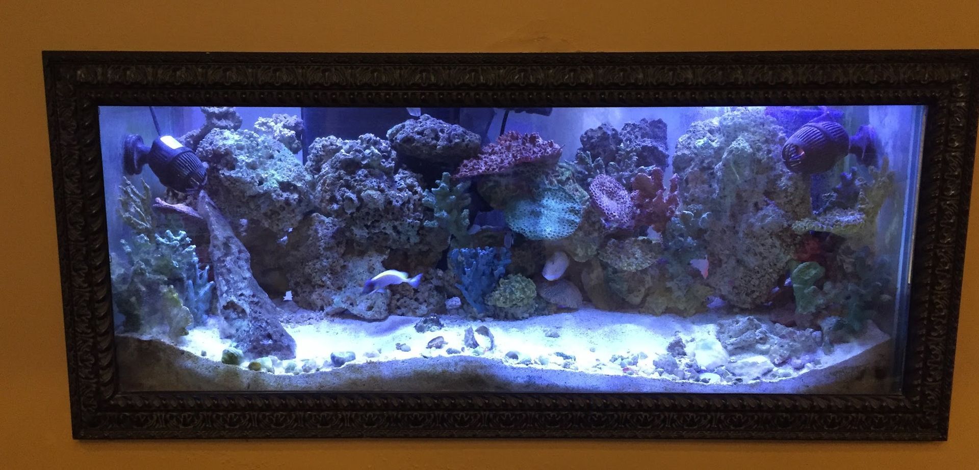 A rectangular saltwater aquarium mounted on a wall, featuring a coral reef, live rock, and sand against blue-lit water.