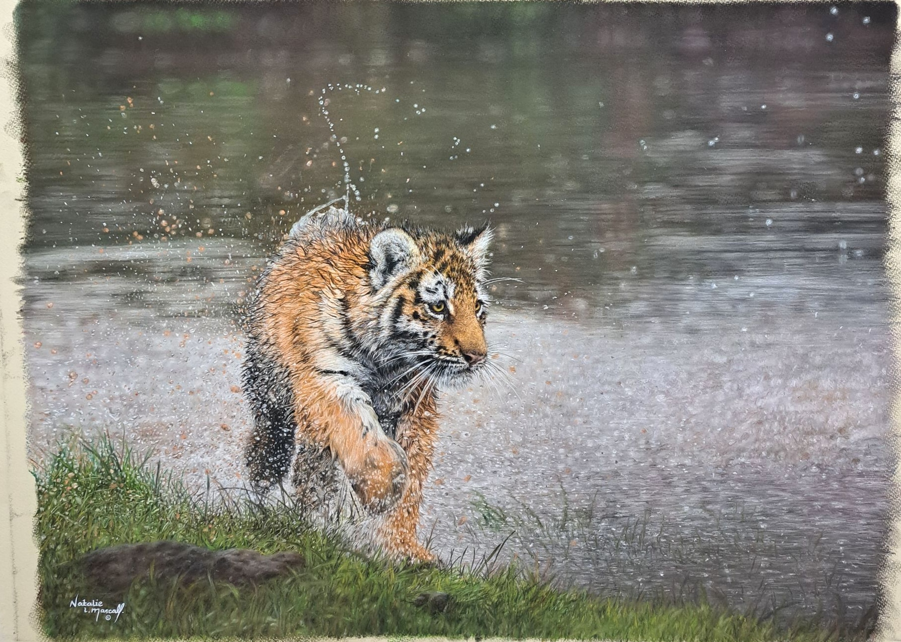 tiger cub, tiger art, tiger drawing from Tom Jones image, award winning artist, new prints,