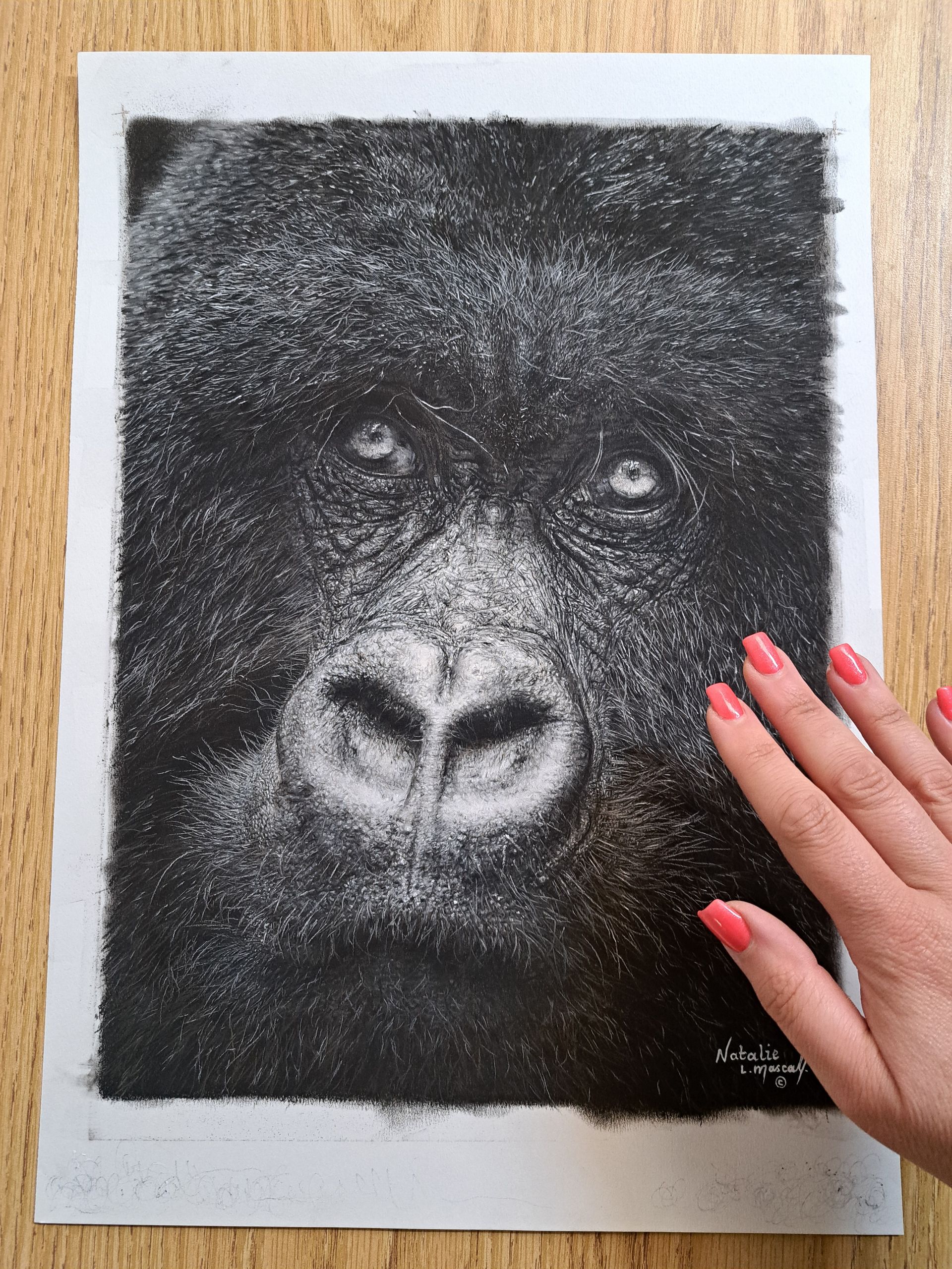 gorilla art, gorilla drawing printed to canvas, gorilla print, limited edition canvas prints, new canvas prints available, only 50, gorilla art, gorilla art printed to canvas,