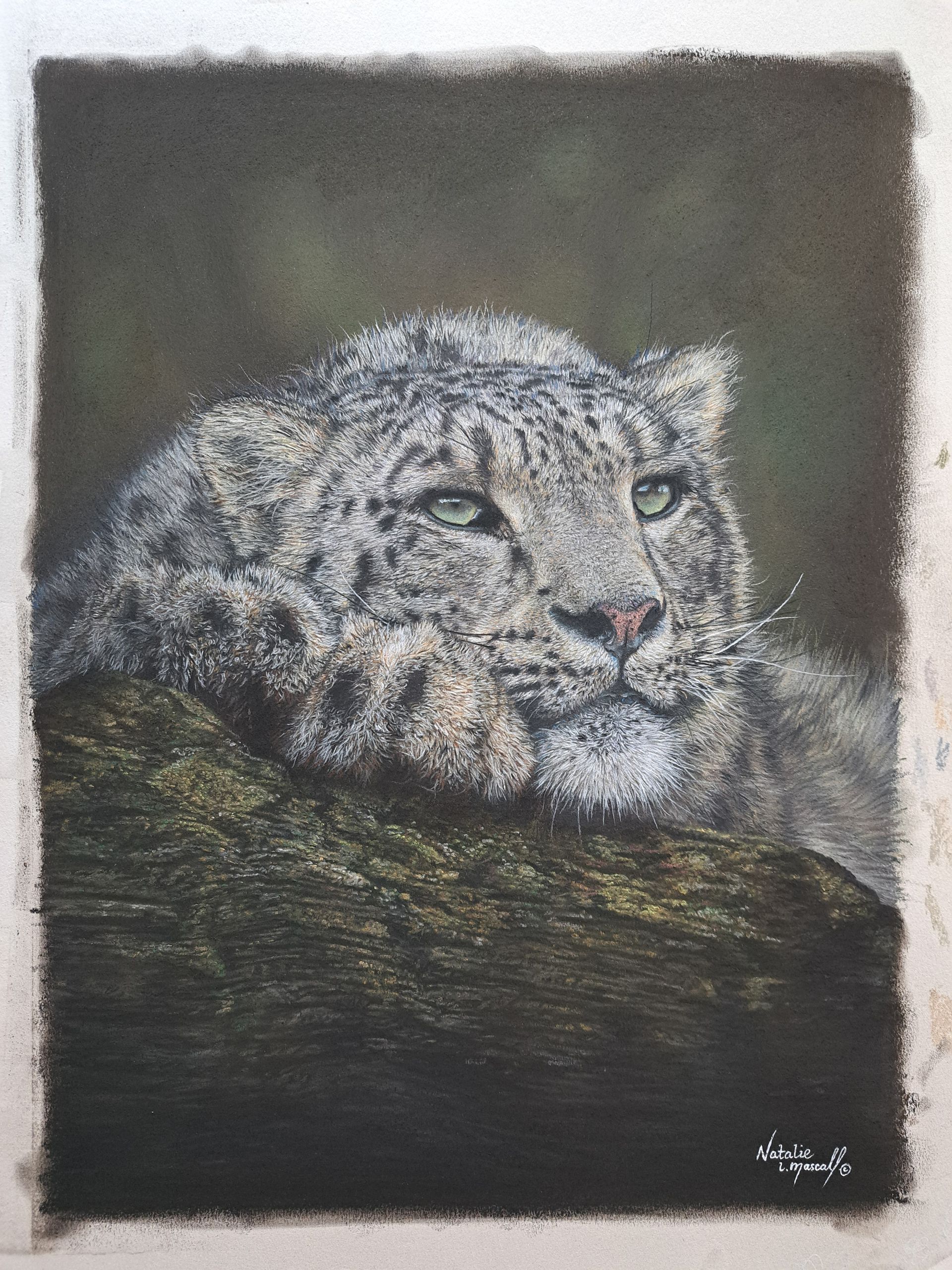 New originals by award winning artist Natalie Mascall, New artwork, new pastel art, new charcoal art, follow on social media to keep up to date with what Natalie is up to, realistic artwork, commissions welcome, commission Natalie Mascall for a hyper realistic one-off drawing, self-taught award winning wildlife artist artwork, artwork, wildlife art, dog art, cat art, big cat art, portrait artwork, wild cat art, 