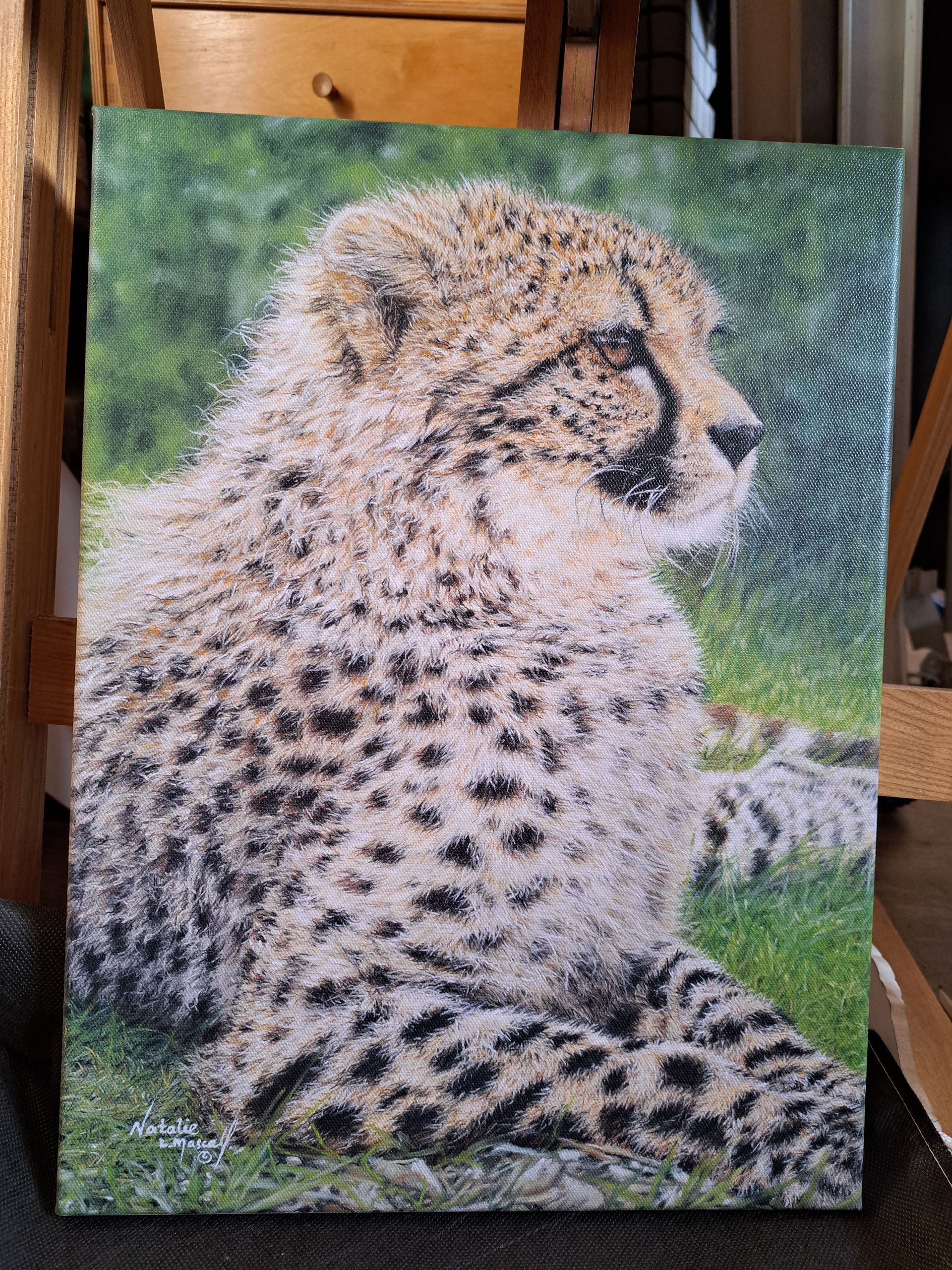 Puna, Puna from the Big Cat Sanctuary, new print, in memory, my tribute to a beautiful tiger, sumatran tiger drawing to canvas,
