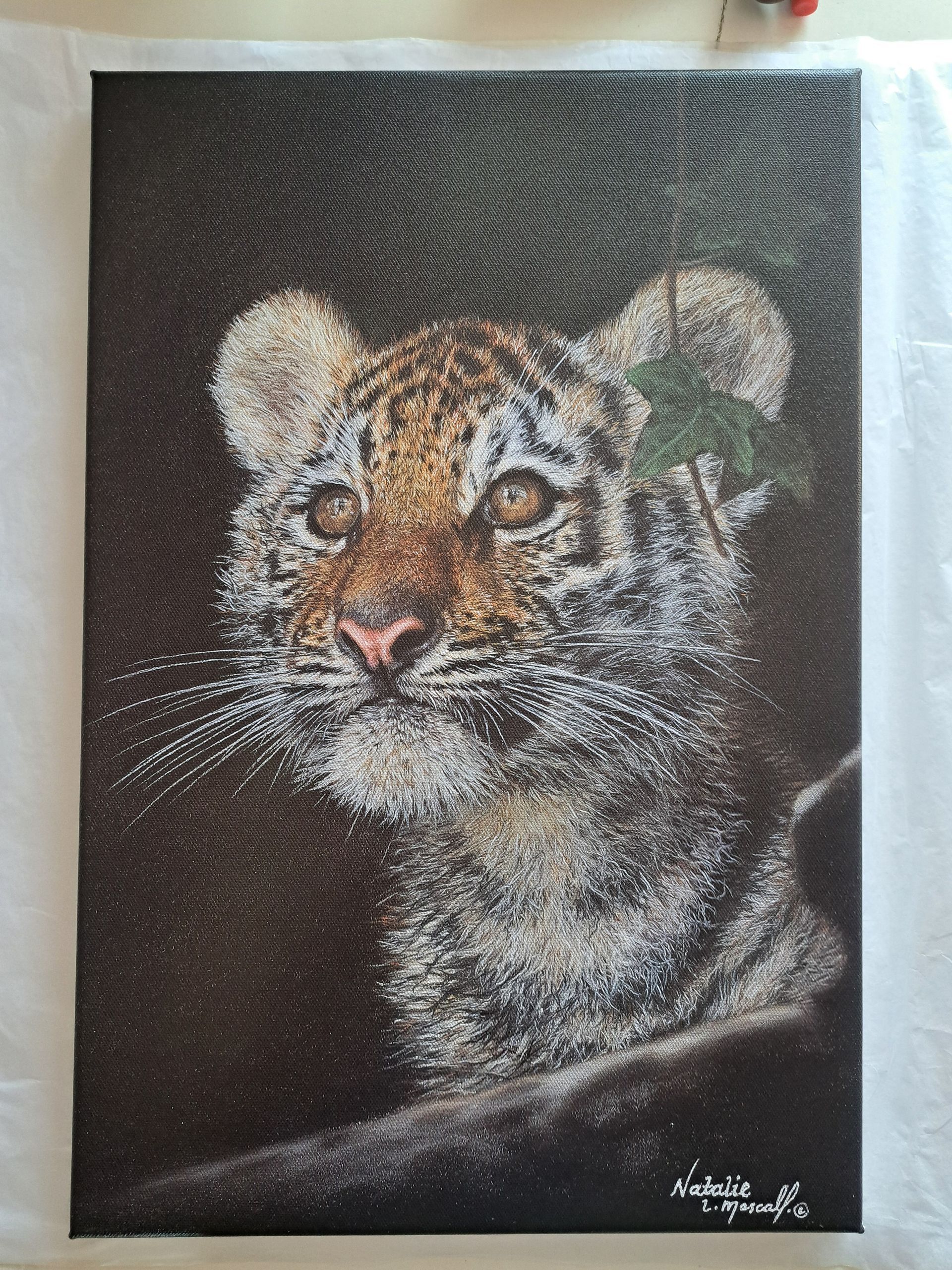 tiger cub, tiger art, tiger drawing from Tom Jones image, award winning artist, new prints,