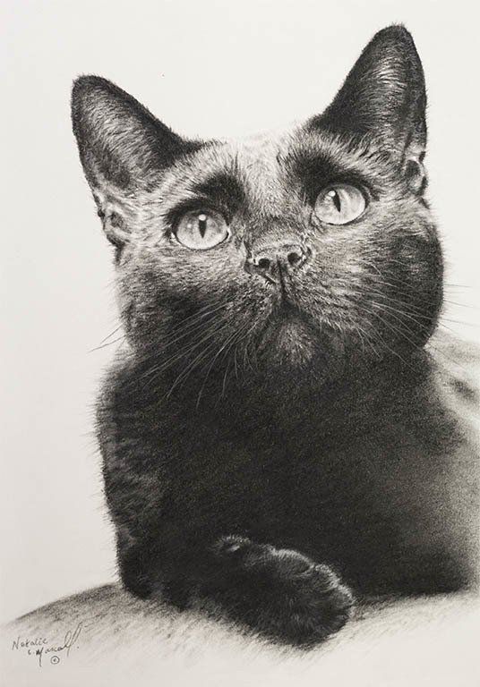 society of feline artists winter online exhibition 2021, cat drawings, cat portraits,