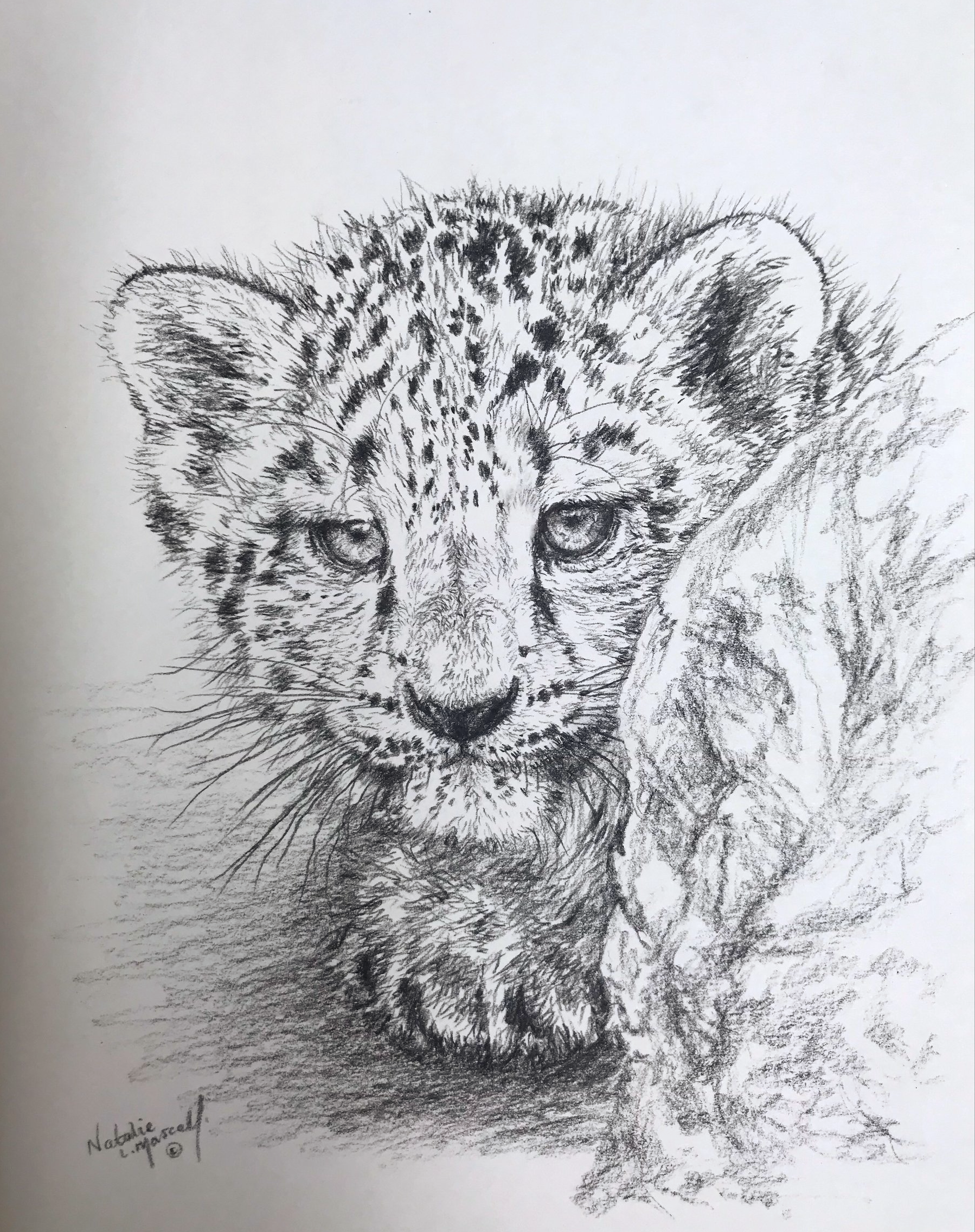 snow leopard sketch, snow leopard art, snow leopard you can get your hands on, art for conservation, passion for wildlife conservation, Natalie Mascall is passionate about wildlife conservation, sketch for survival, explorers against extinction, charity auction, online auction, art for wildlife, art for a cause, wildlife conservation, donated artwork, bid on art for wildlife,