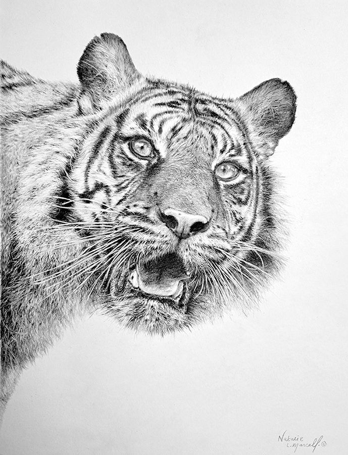 Puna, Puna from the Big Cat Sanctuary, new print, in memory, my tribute to a beautiful tiger, sumatran tiger drawing to canvas,