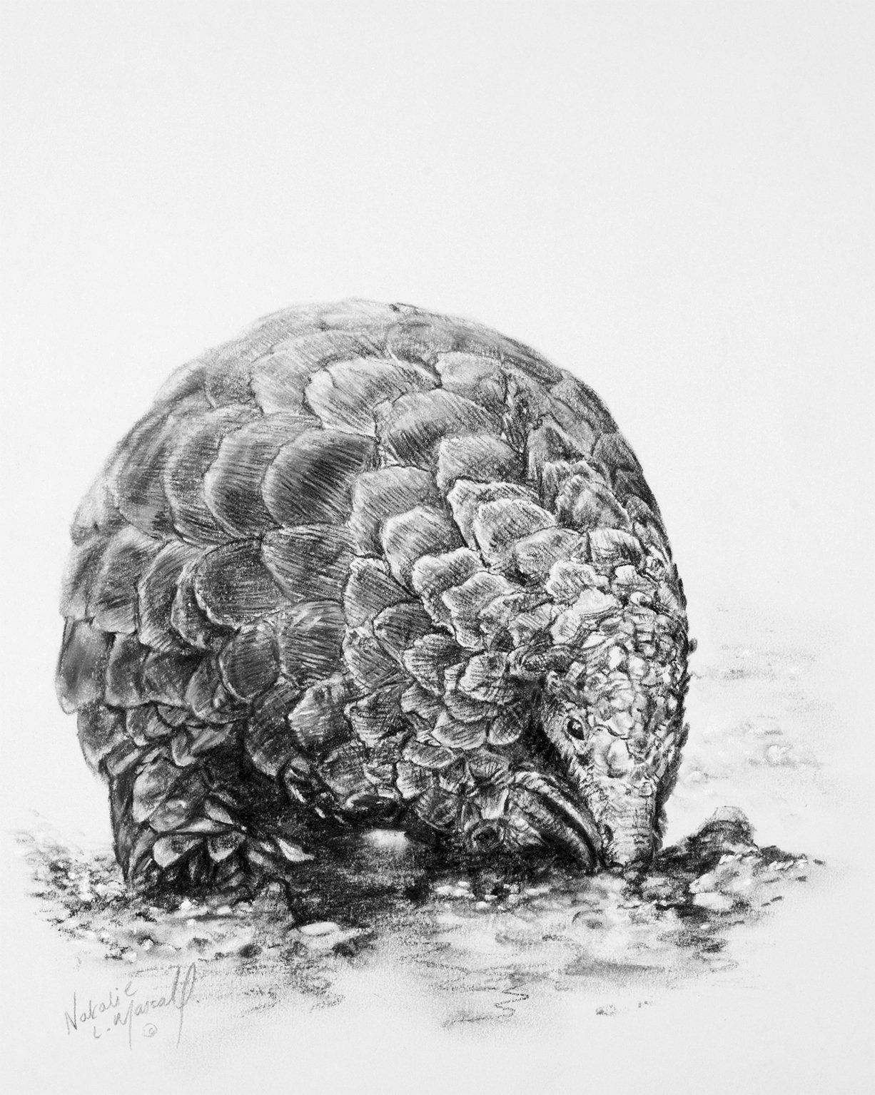 wildlife art, sketch for survival, explorers against extinction, helping save animals, conservation, buy art to save wildlife, art for wildlife, drawing for charity, save animals, original art, realistic art, wildlife conservation, helping save animals, helping save endangered species, every little helps, charcoal art, Natalie Mascall, donation for wildlife, charity auction,