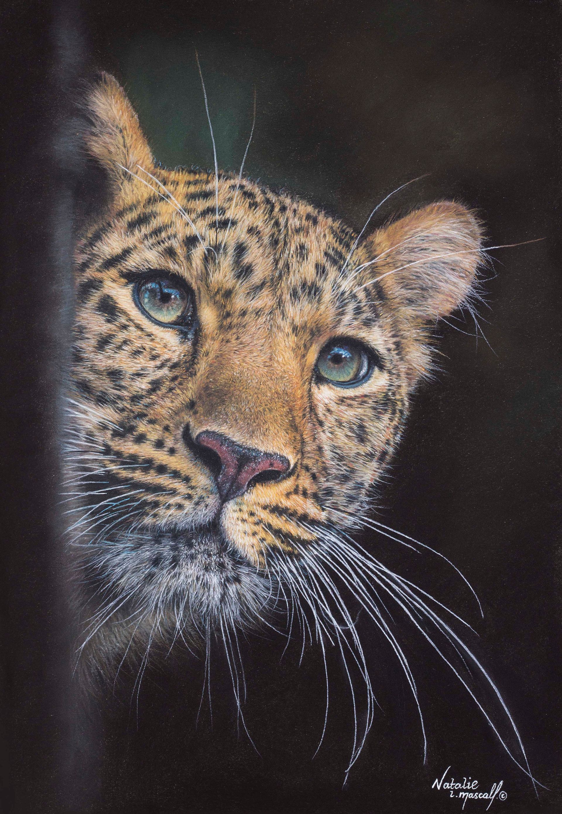 Original artwork for sale by Natalie Mascall, Award winning artist Natalie Mascall available artwork to purchase, artwork for sale, artwork for sale by artist Natalie Mascall, Art by Natalie, Available artwork, available realistic animal art, buy direct from artist Natalie Mascall, award winning artist Natalie Mascall artwork for sale, 

