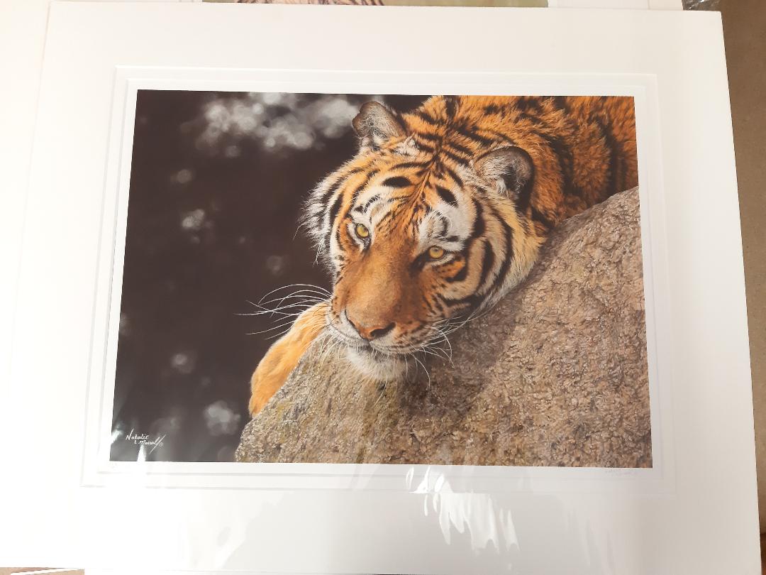 Award winning wildlife artist helping charities through her art, Natalie Mascall events page, Charity auction, art for children, supporting charities, tiger art donated by Natalie Mascall,
