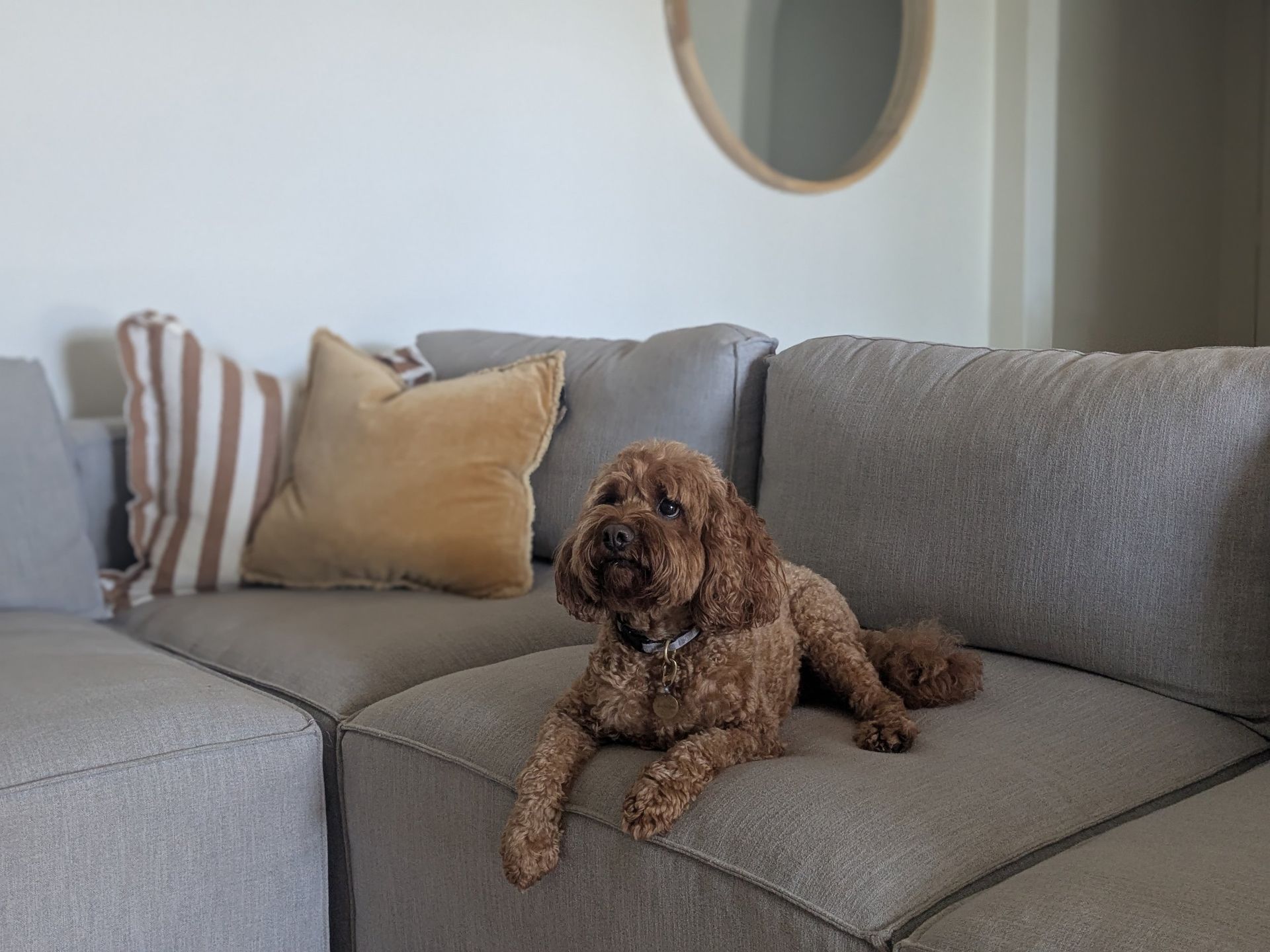 Brown Curly Dog Lying On A Gray Couch With Striped — Everyday Interiors in Helensburgh, NSW