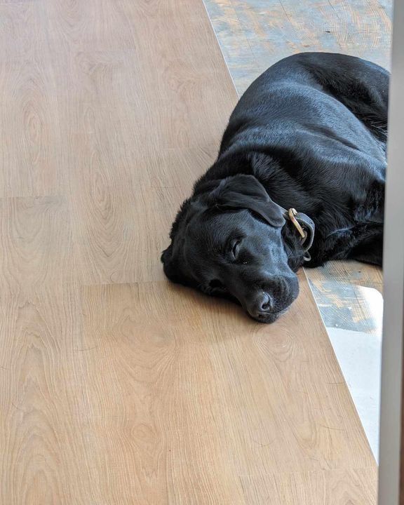 Black Dog Lying On A Wooden Floor, Resting Its Head On The Ground — Everyday Interiors in Helensburgh, NSW