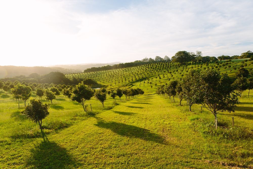 An Aerial View Of A Lush Green Field Filled With Trees — Premier Roofing Solutions In Bangalow, NSW