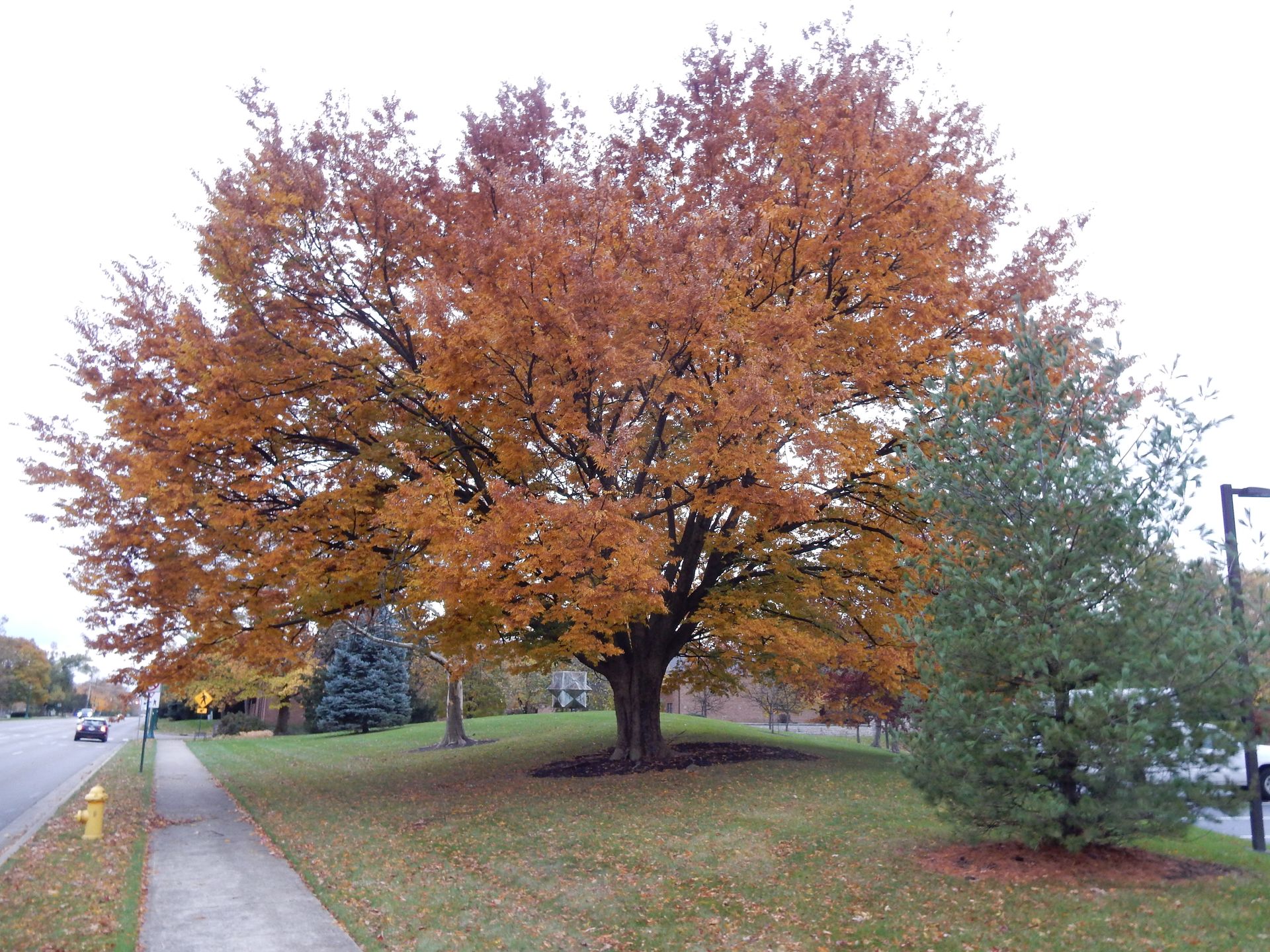 Kennedy's Arboriculture