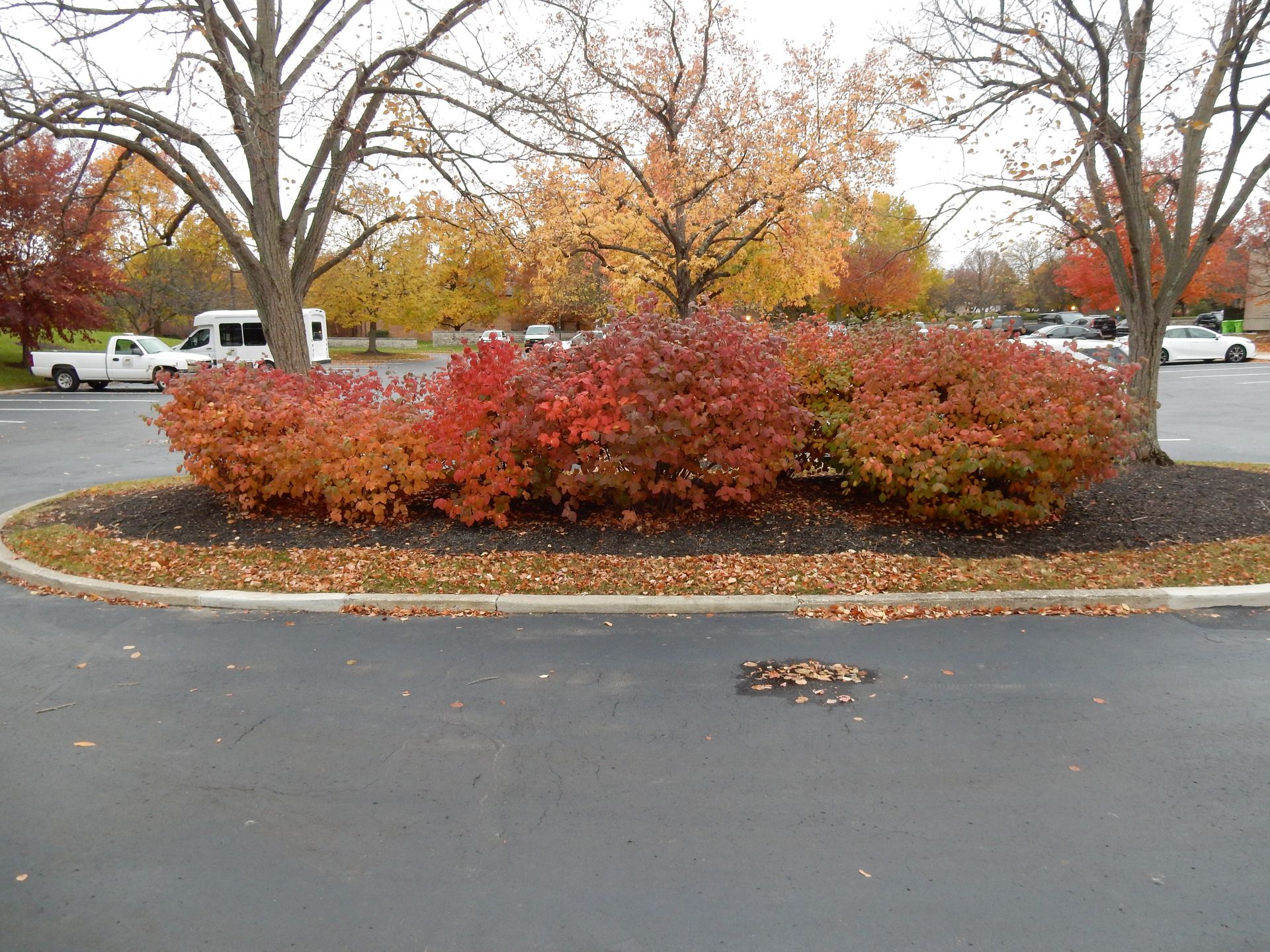 Kennedy's Arboriculture