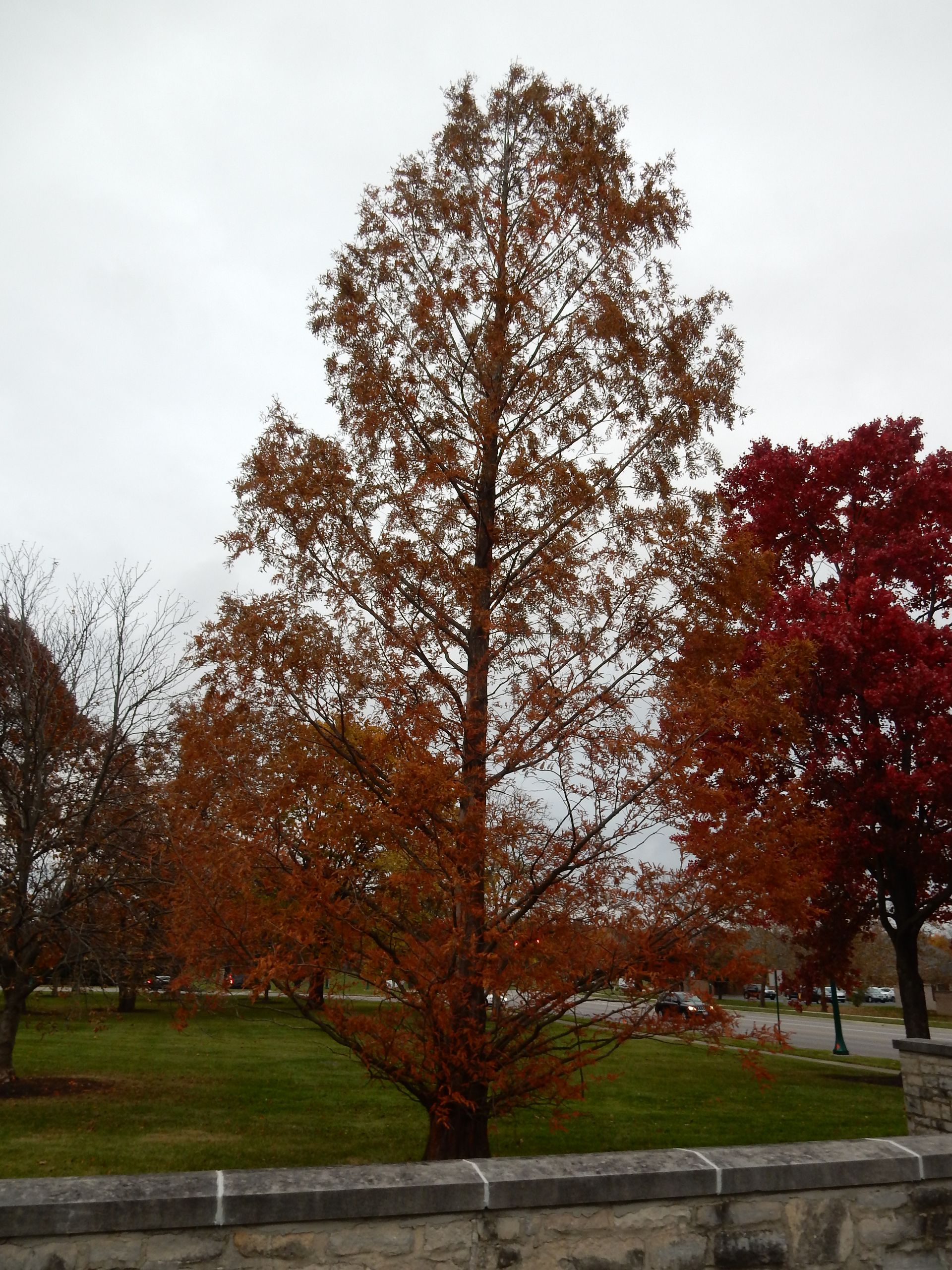Kennedy's Arboriculture