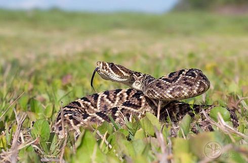 A Rattlesnake Is Laying In The Grass With Its Tongue Out | El Centro, CA | IV Termite & Pest Control Inc.