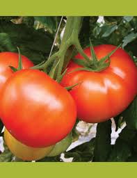 pomodoro ardore f1