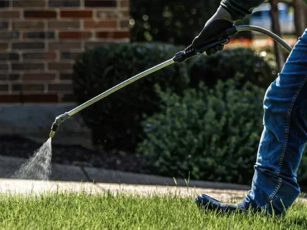 Armyworm control treatment in Argyle TX protecting lawns from destructive caterpillars and preventing grass damage