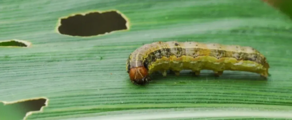 Does Your Lawn Have Armyworm Damage? Here&rsquo;s How To Tell & What To Do