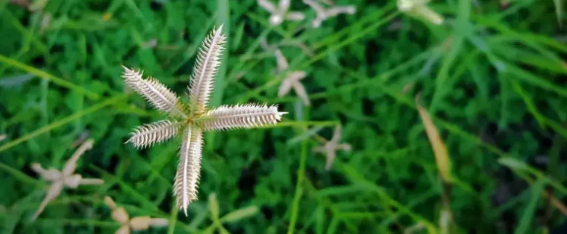 Best Time for Pre-Emergent for Weed Control