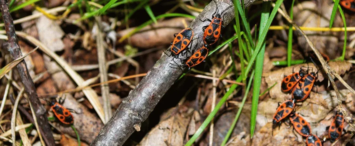 Chinch Bugs and Grubs in North Texas: How to Protect Your Argyle Lawn Before It's Too Late