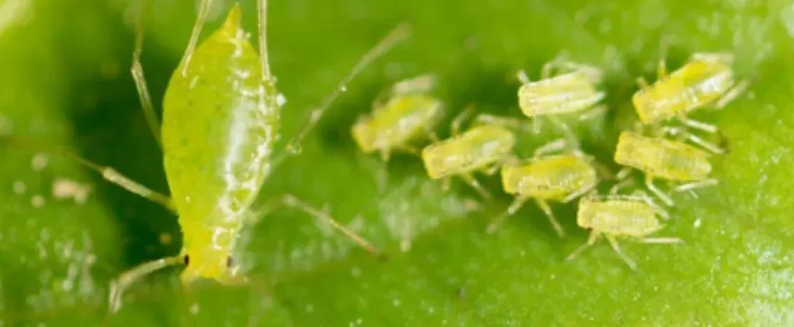 List of the Bad Summer Bugs for Lawn and Gardens