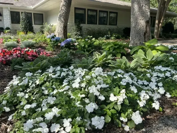 Custom plantings and softscape design in Argyle TX featuring flowers shrubs and greenery to enhance outdoor spaces