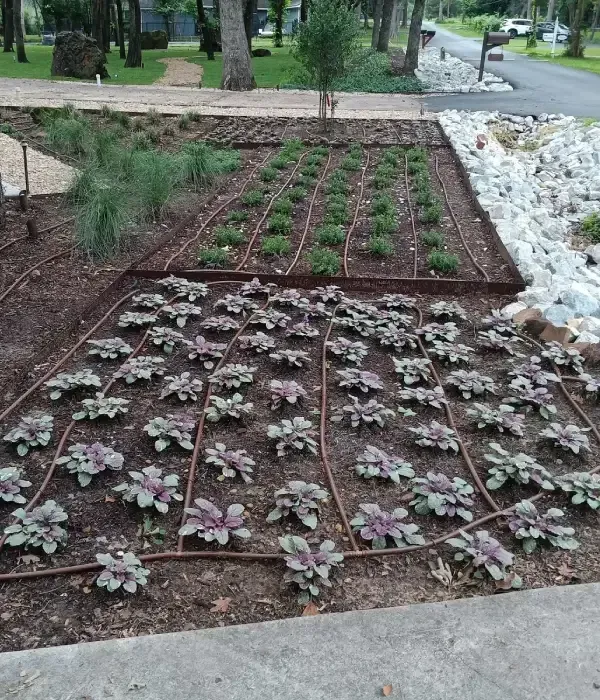 Custom softscape planting design in Argyle TX featuring shrubs flowers and greenery for enhanced curb appeal