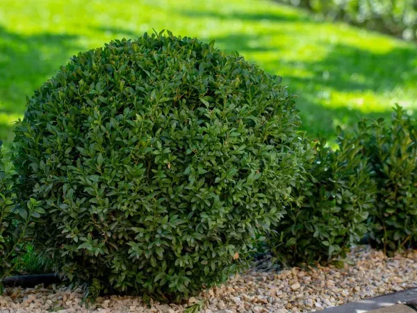 Decorative bush pruning and maintenance service in Argyle TX improving plant appearance and outdoor curb appeal