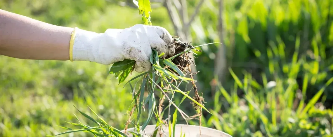 Fertilizer for Evergreen Shrubs