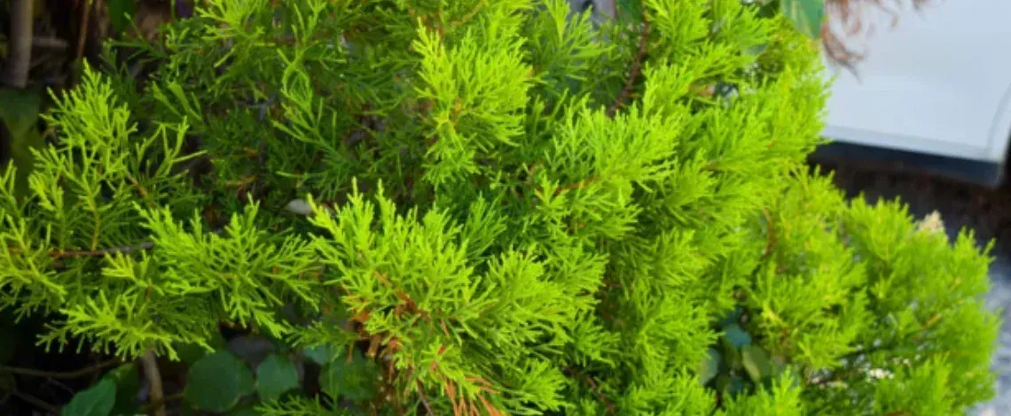 Best Evergreen Shrubs for Texas