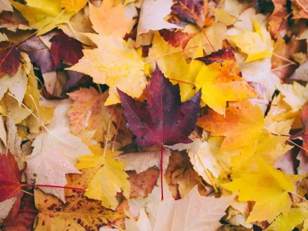 Fall yard cleanup and leaf removal service in Argyle TX preparing lawns and landscapes for the colder season
