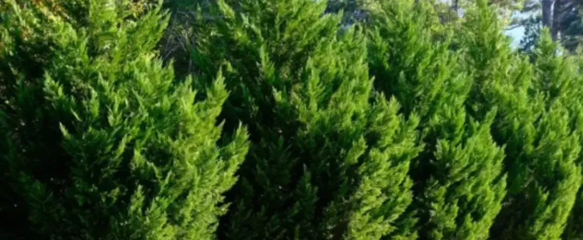 What Evergreen Trees Grow Fast?