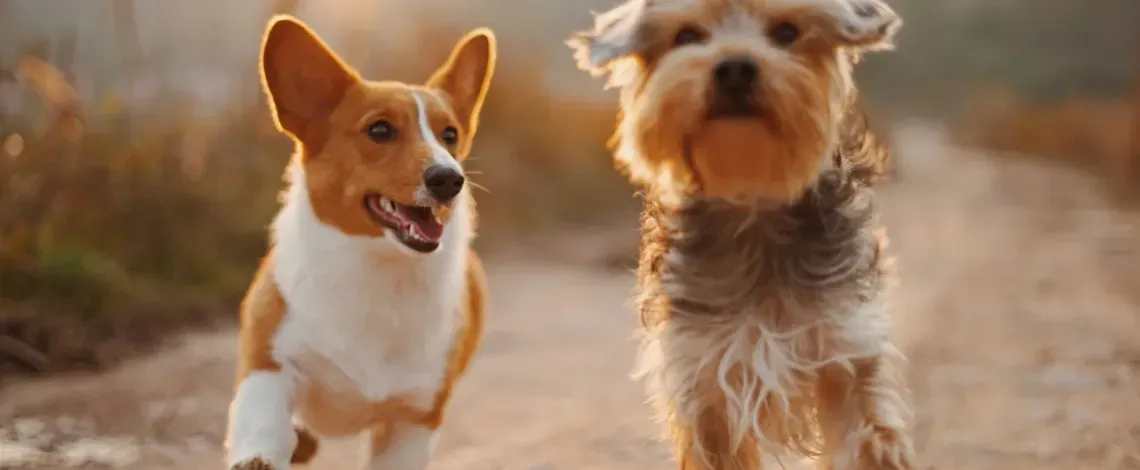 How Long Should You Wait To Let Your Pets Outside After a Fertilizer Treatment?