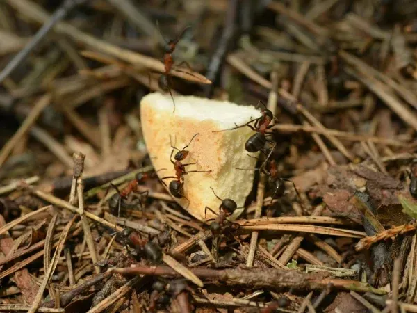 fire ant control service in Argyle TX eliminating ant mounds and protecting outdoor spaces