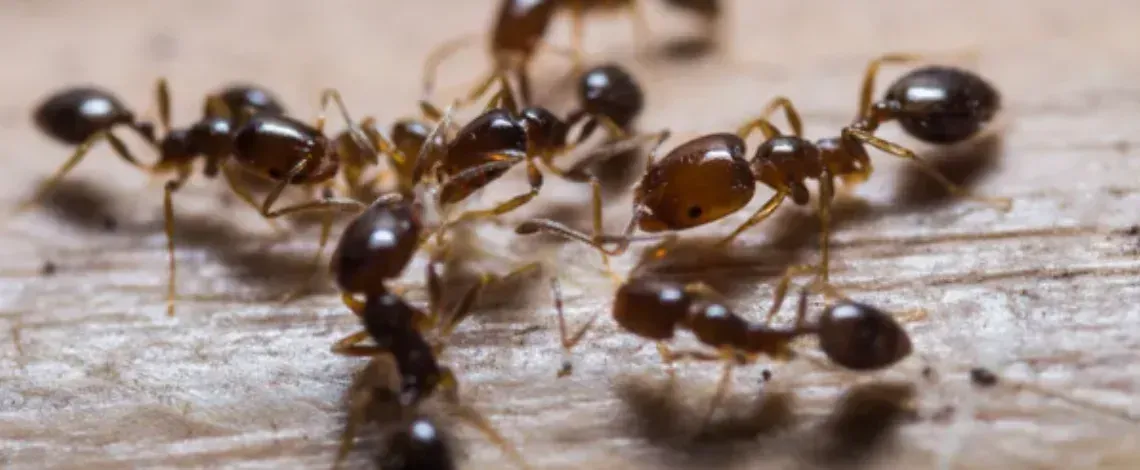 How to Get Rid of Fire Ants in Yard