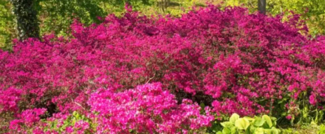 Evergreen Shrubs that Flower