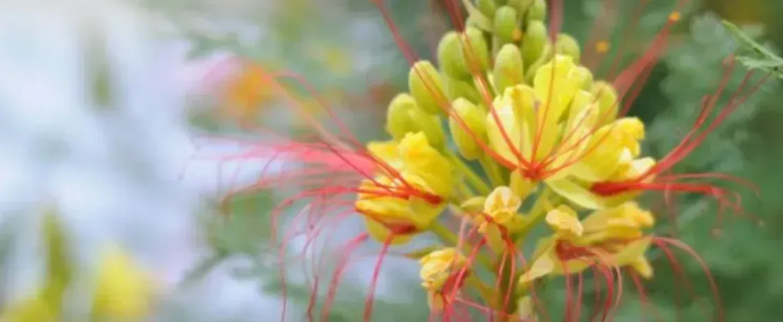 Top Full Sun Perennials for North Texas