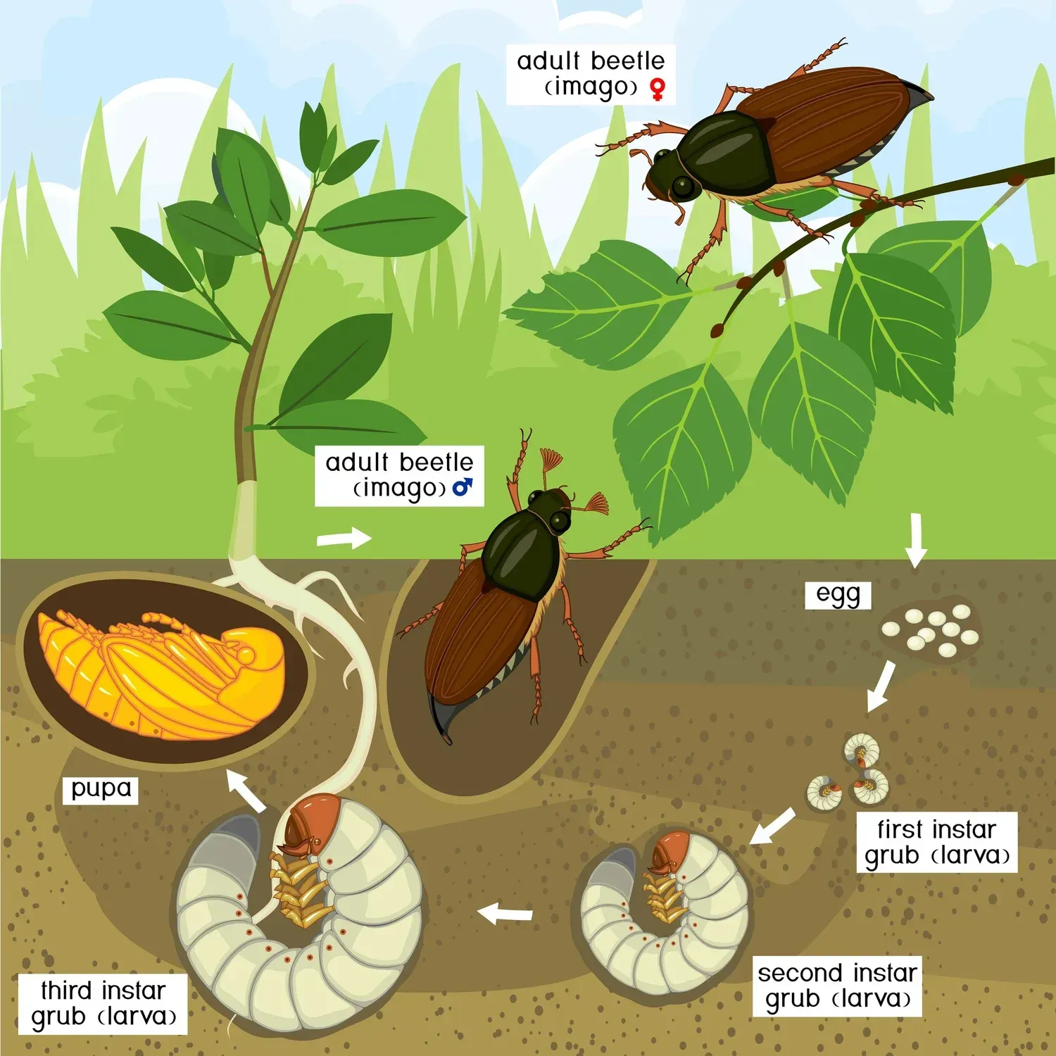 Grub control lawn treatment