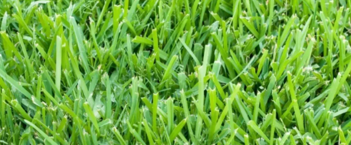 Best 3 Grass Types for North Texas Heat