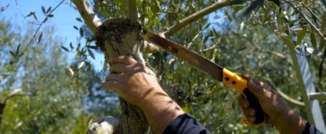 Why Tree Pruning is Important