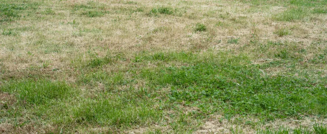 how to fix a patchy lawn in north texas