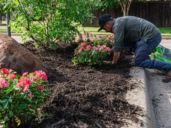 Premium mulch installation in Argyle TX enhancing landscape appearance and helping retain soil moisture