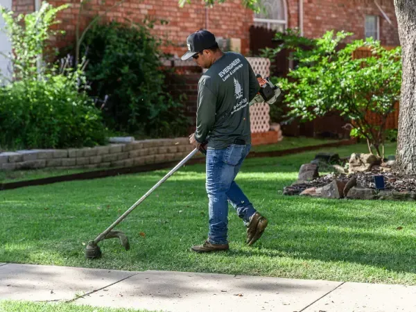 New sod installation in Argyle TX replacing worn grass with a fresh healthy and fully established lawn