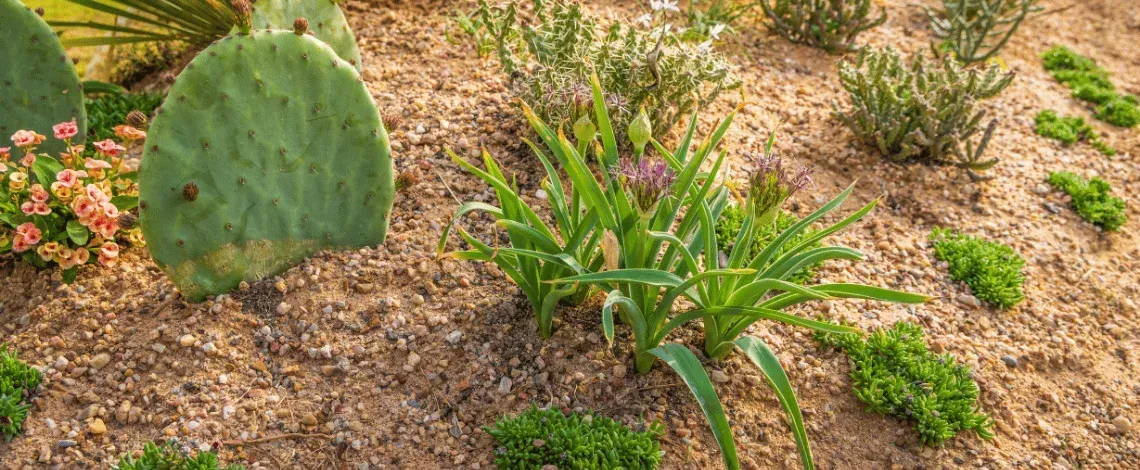 native plants north texas landscaping argyle tx