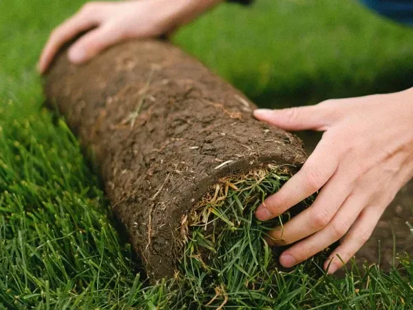 New sod installation in Argyle TX replacing worn grass with a fresh healthy and fully established lawn