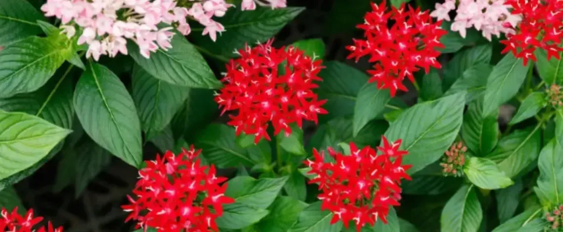 Best Colors for Annual Flowers for North Texas